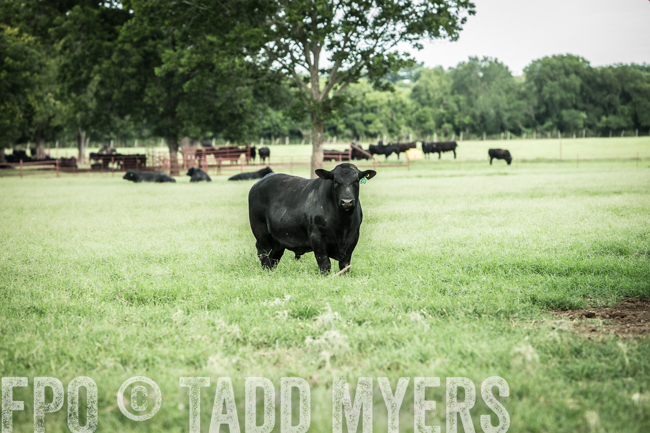 TMyers_CameronTX_June2014-1694
