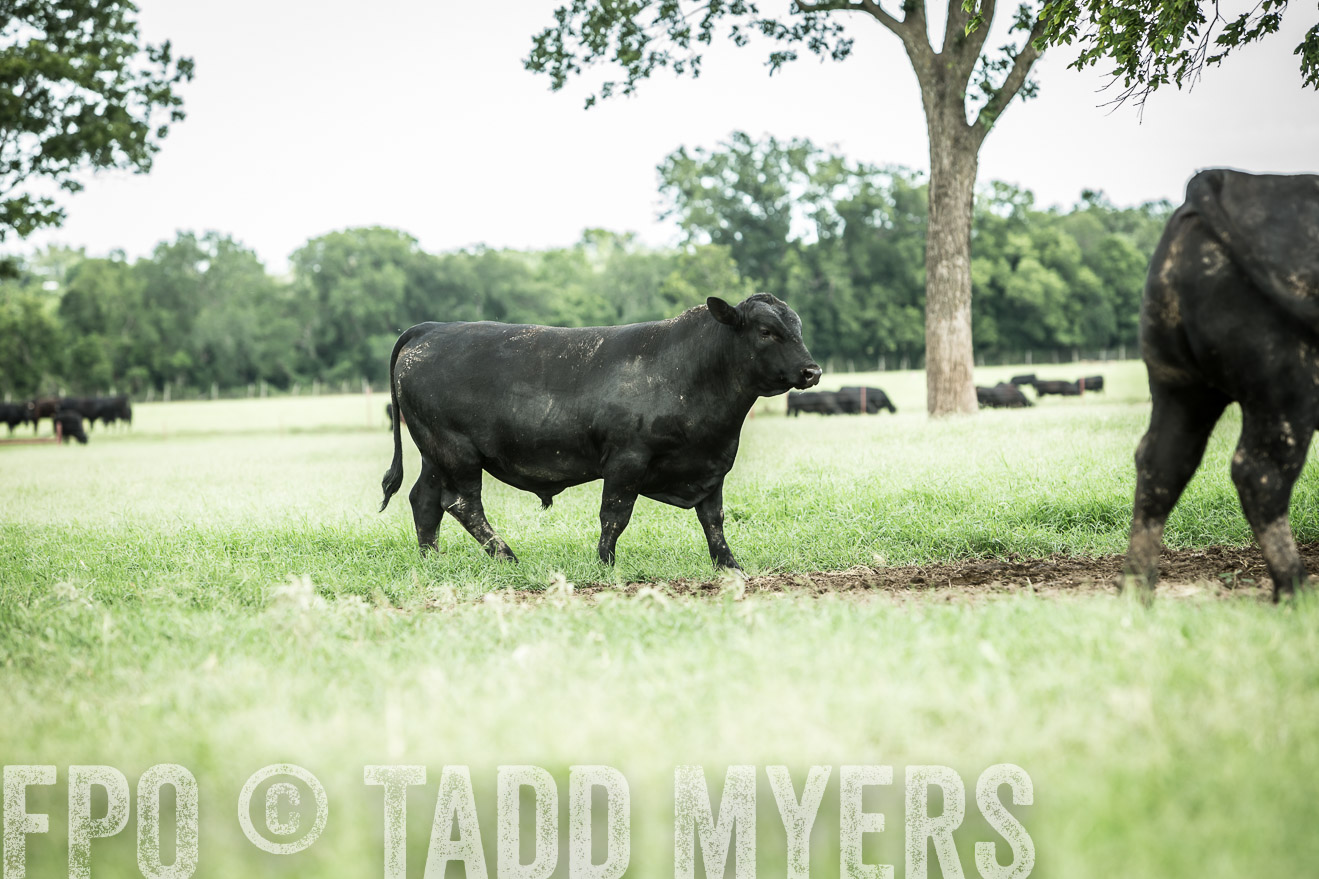 TMyers_CameronTX_June2014-1705