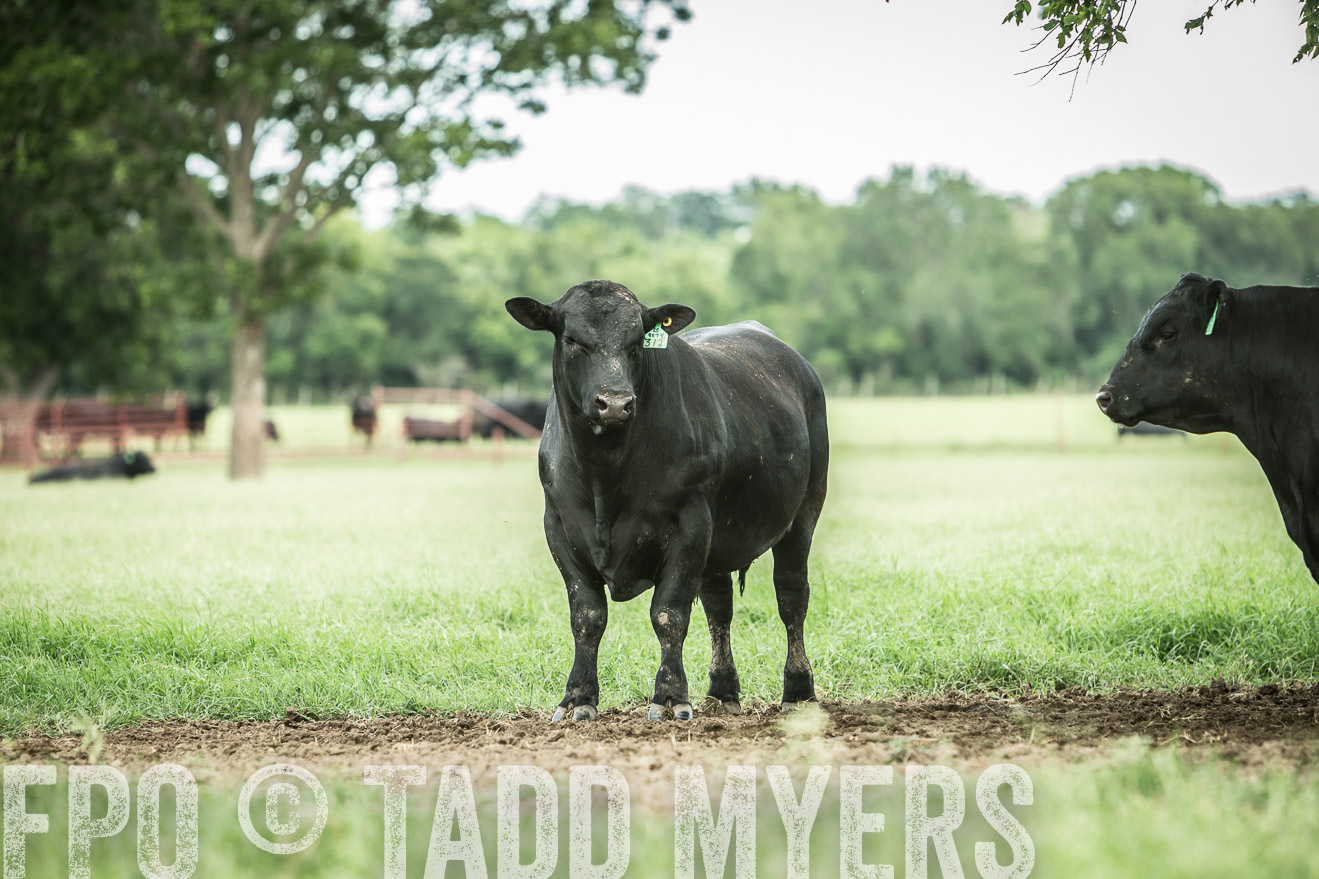 TMyers_CameronTX_June2014-1721
