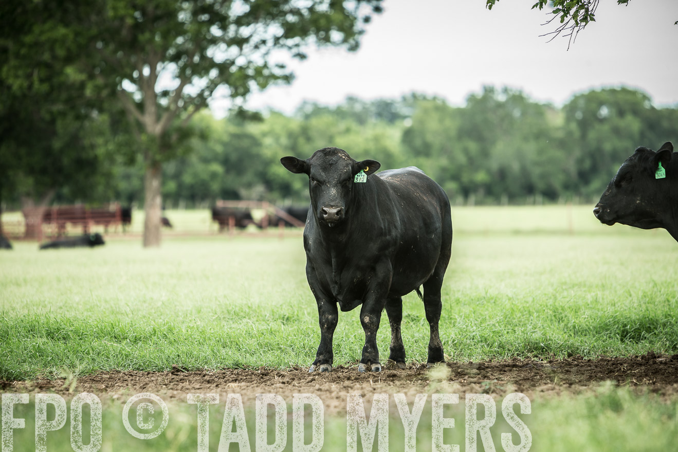 TMyers_CameronTX_June2014-1723