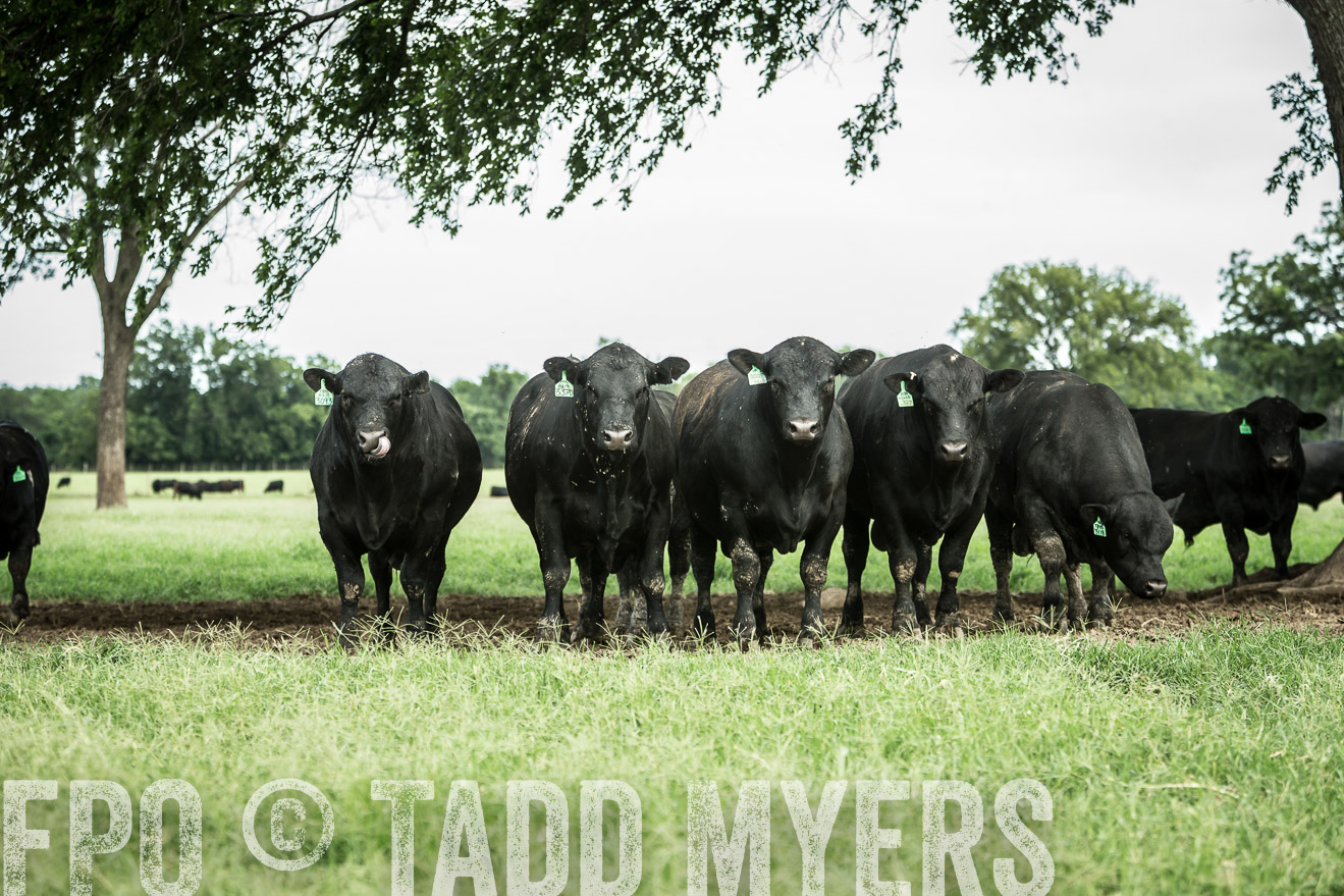 TMyers_CameronTX_June2014-1731