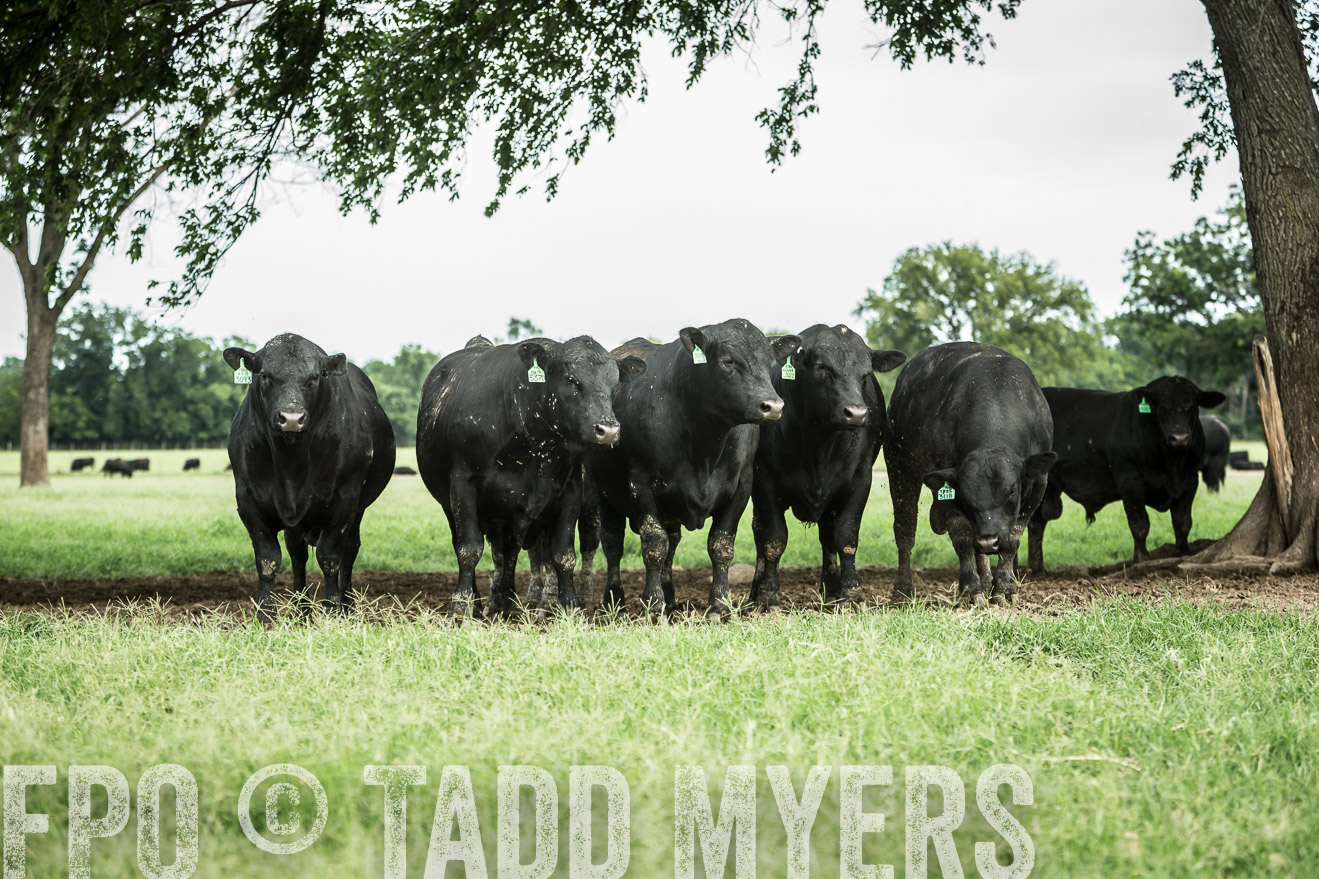 TMyers_CameronTX_June2014-1736