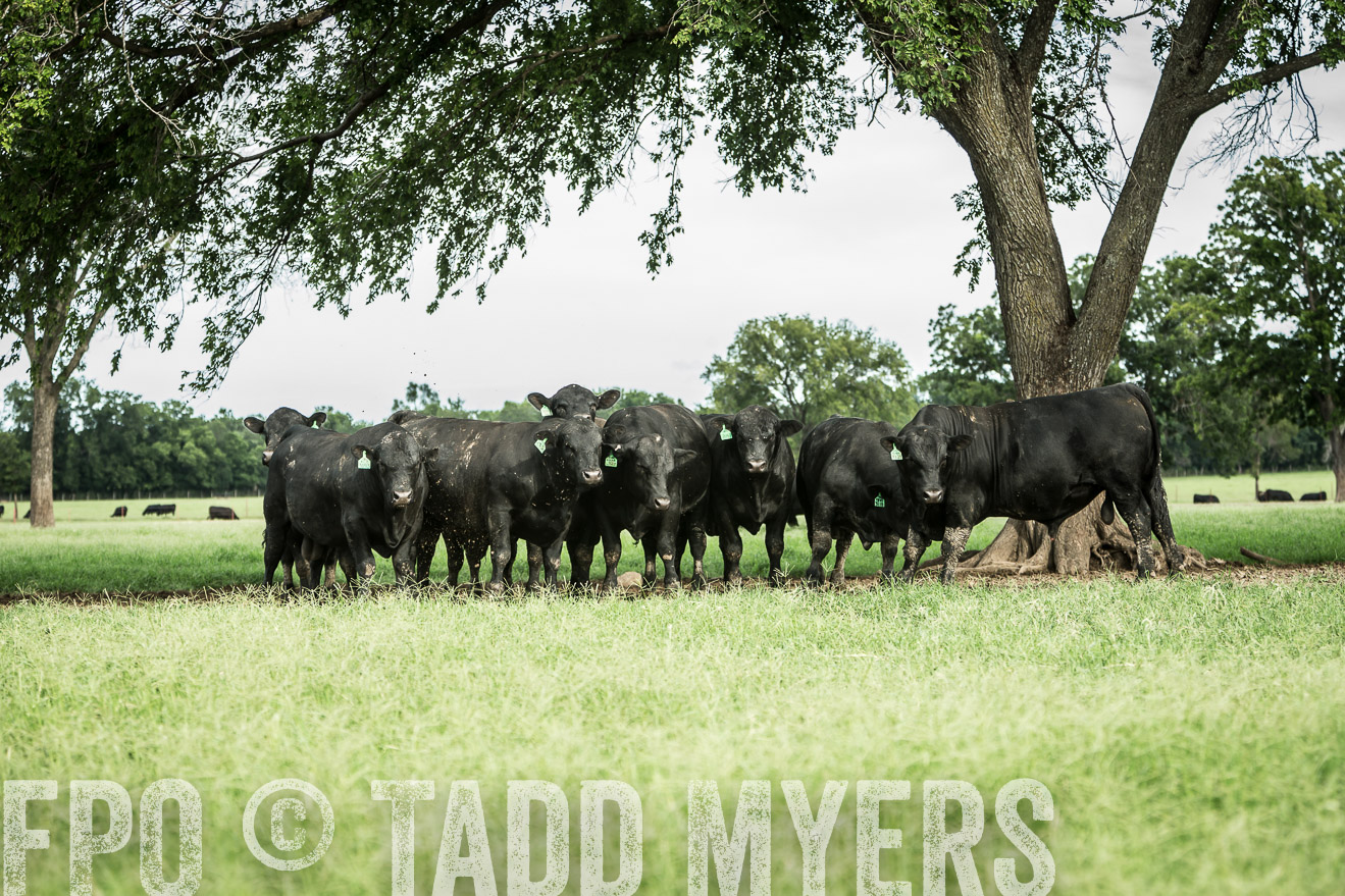 TMyers_CameronTX_June2014-1750