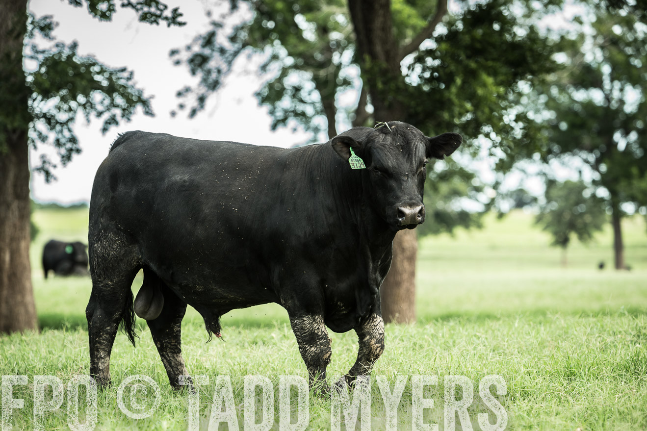 TMyers_CameronTX_June2014-1762