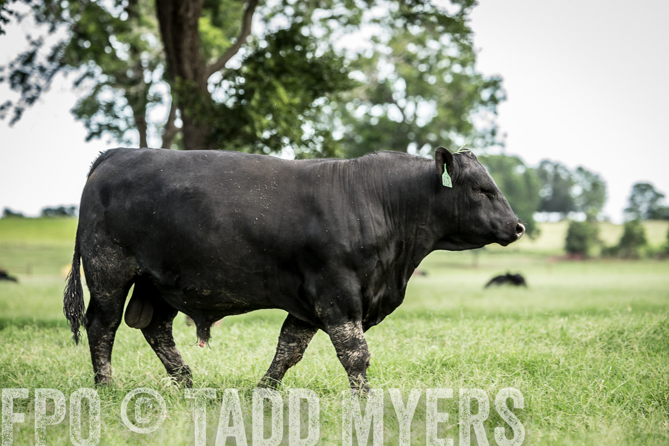 TMyers_CameronTX_June2014-1765