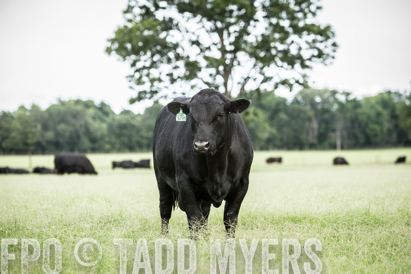 TMyers_CameronTX_June2014-1768