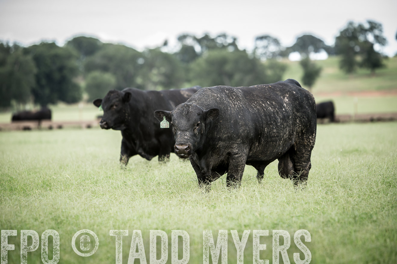 TMyers_CameronTX_June2014-1788