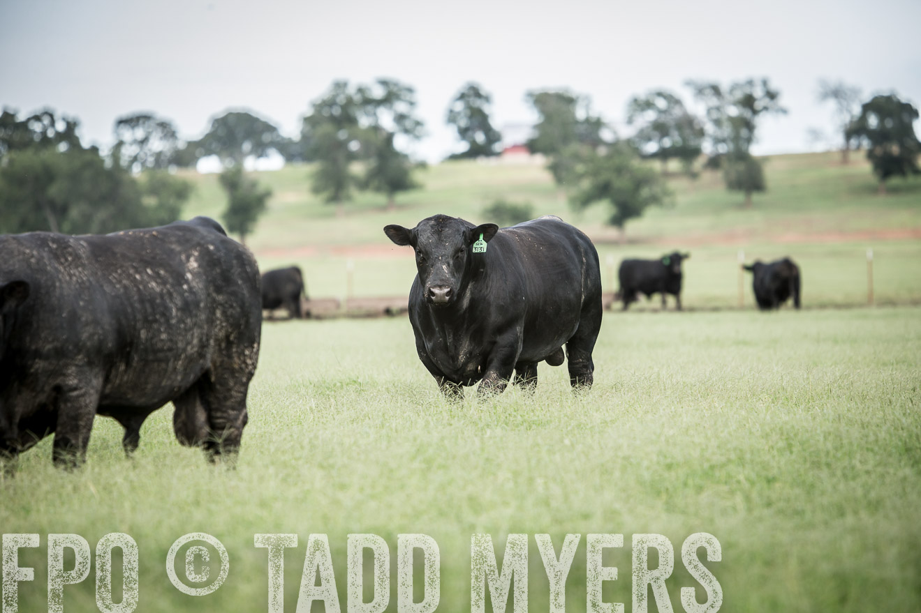 TMyers_CameronTX_June2014-1790