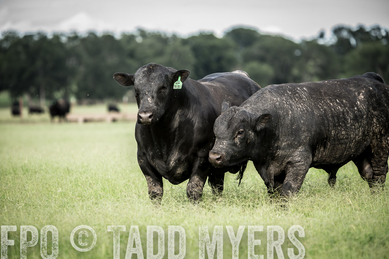 TMyers_CameronTX_June2014-1807