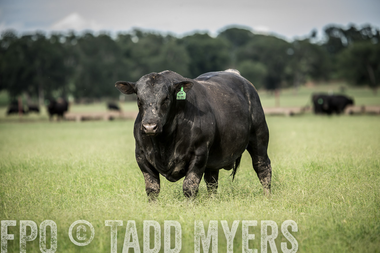 TMyers_CameronTX_June2014-1811