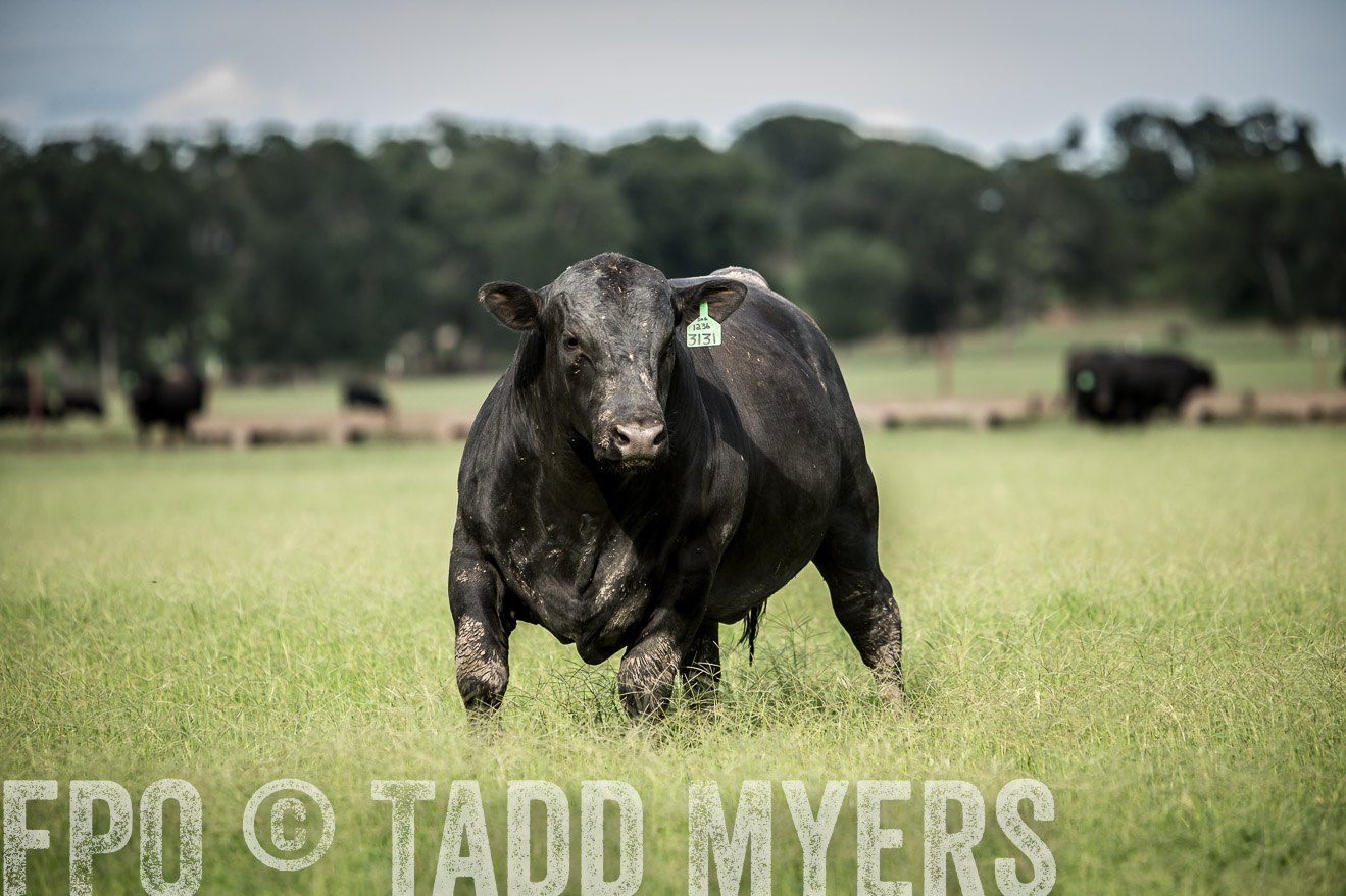 TMyers_CameronTX_June2014-1812