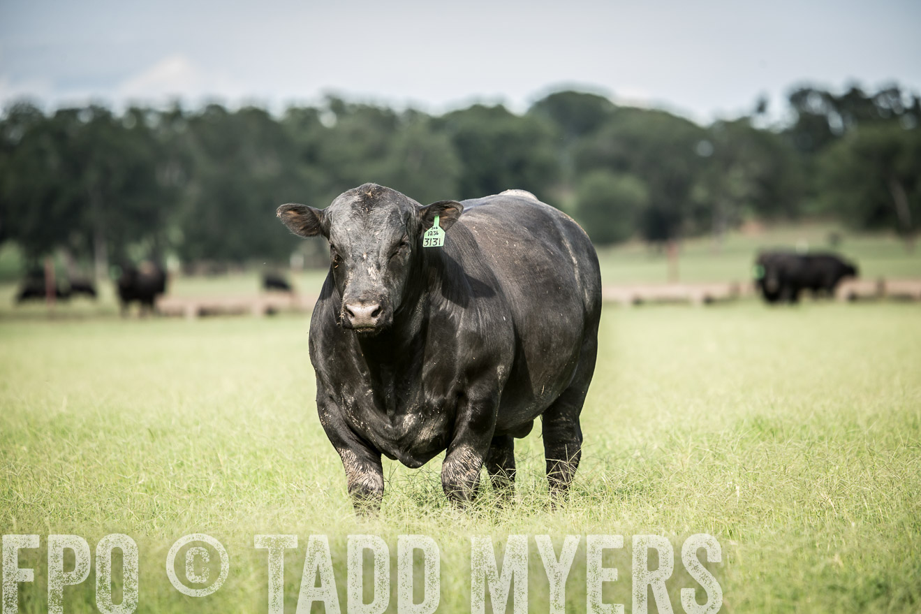 TMyers_CameronTX_June2014-1815