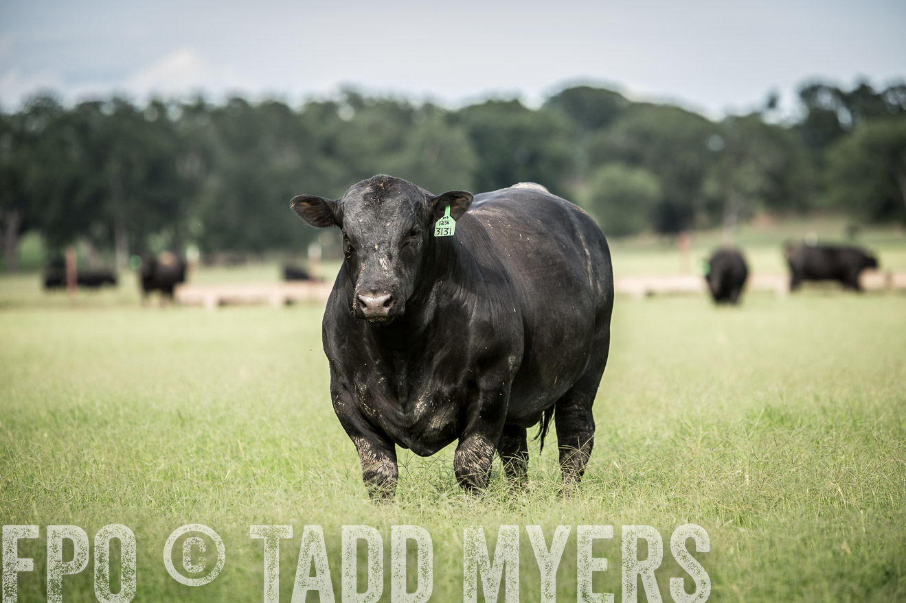 TMyers_CameronTX_June2014-1818