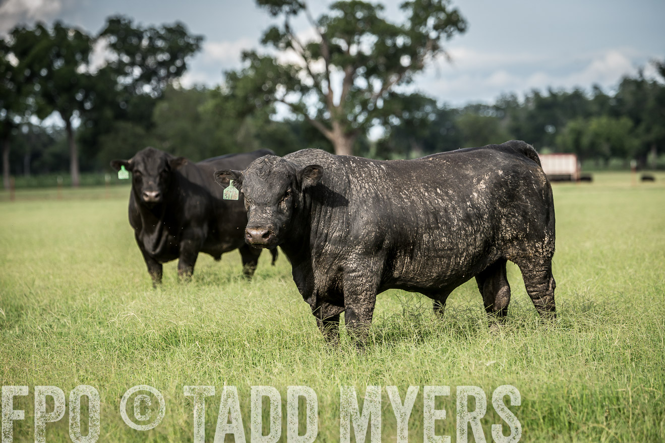 TMyers_CameronTX_June2014-1821