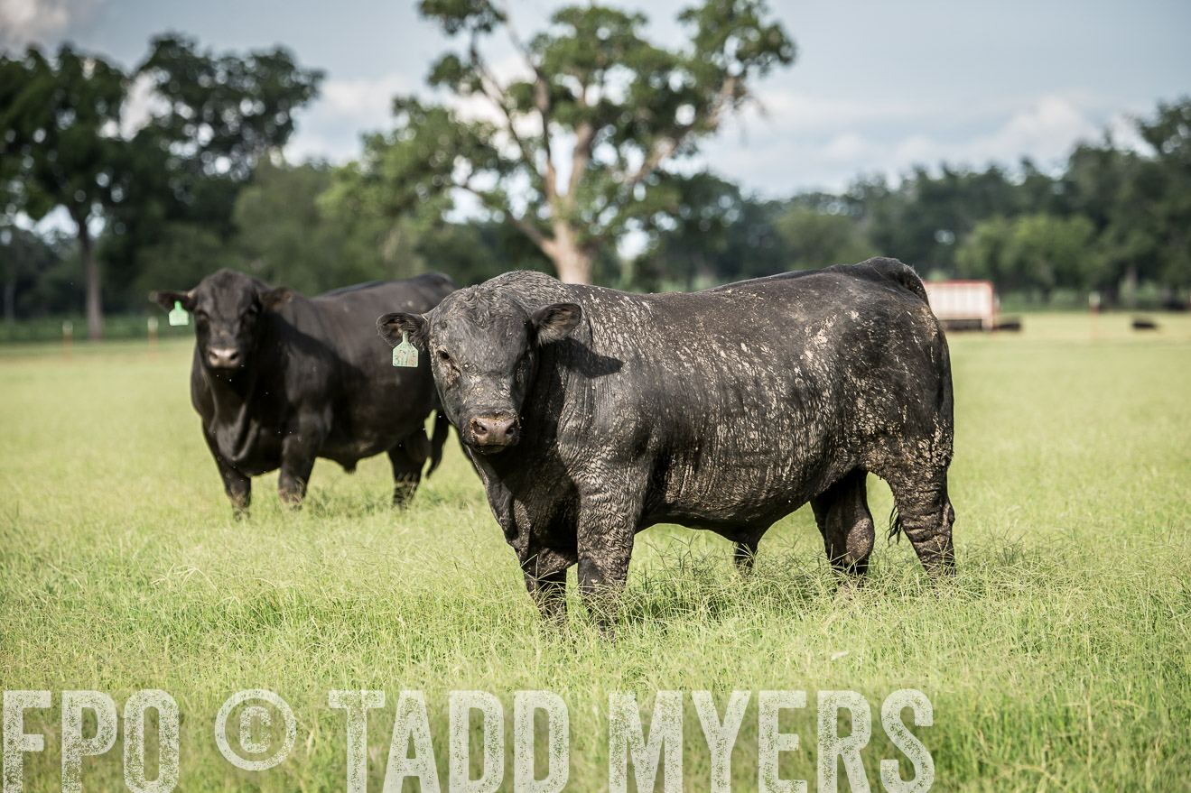TMyers_CameronTX_June2014-1824