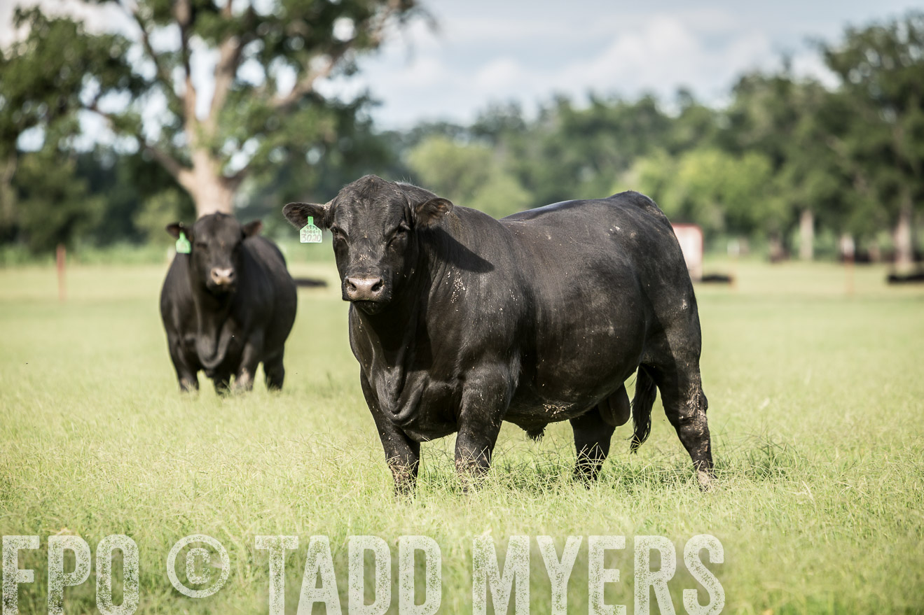 TMyers_CameronTX_June2014-1831
