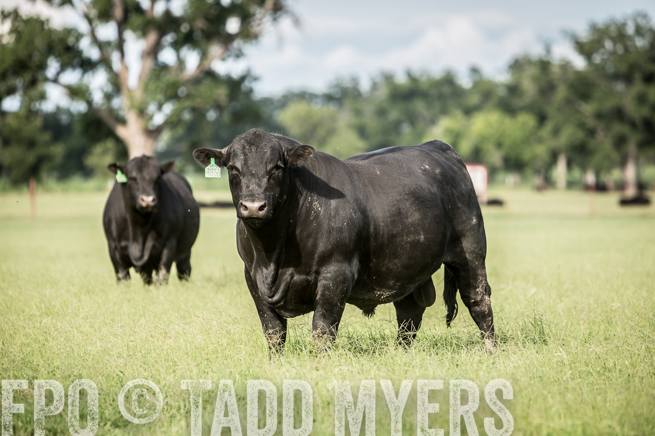 TMyers_CameronTX_June2014-1835