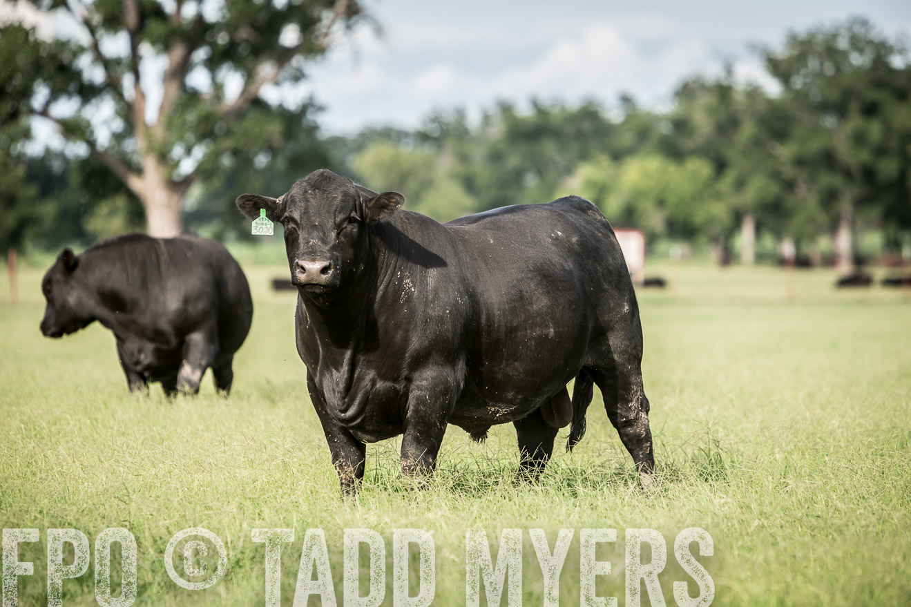 TMyers_CameronTX_June2014-1837