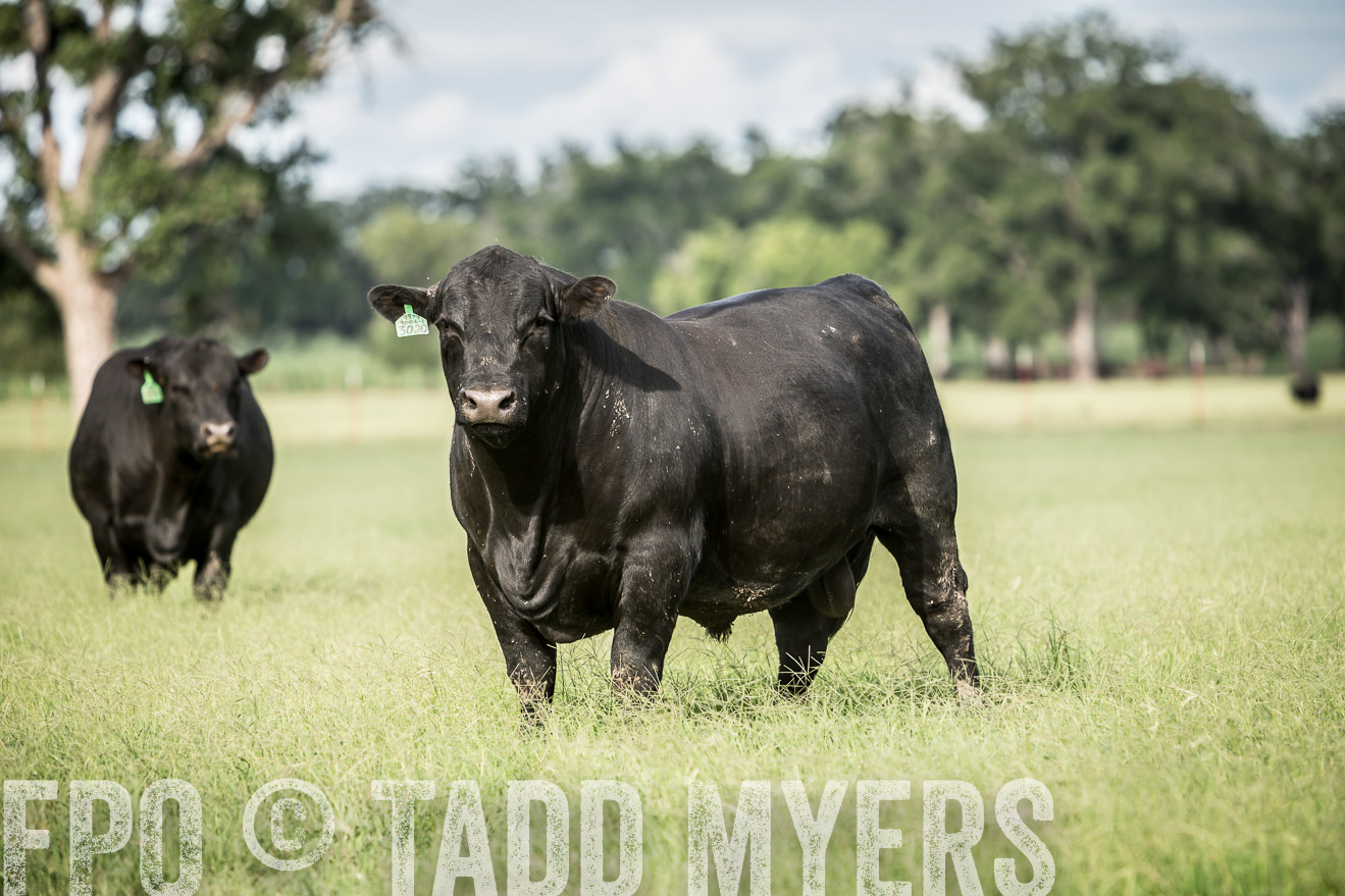 TMyers_CameronTX_June2014-1840