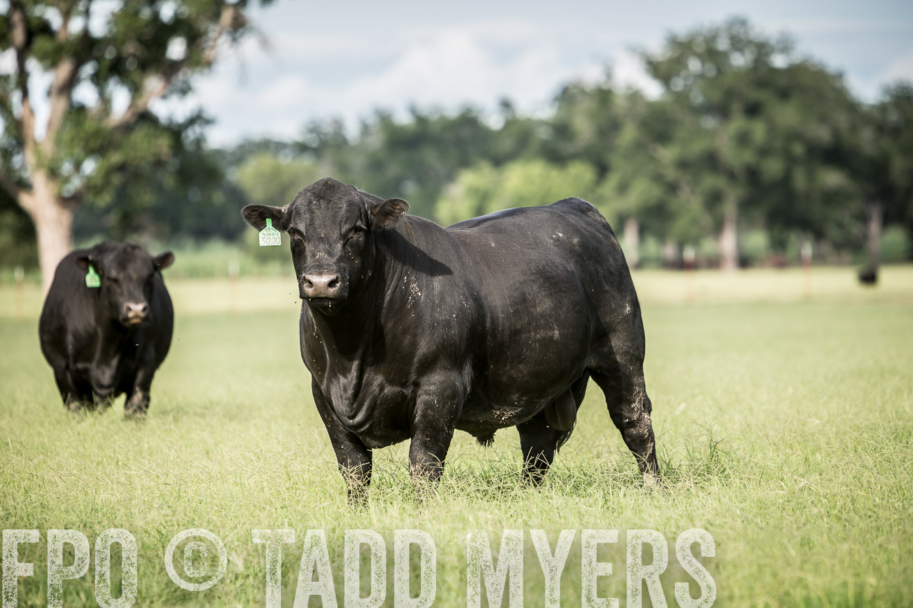 TMyers_CameronTX_June2014-1841