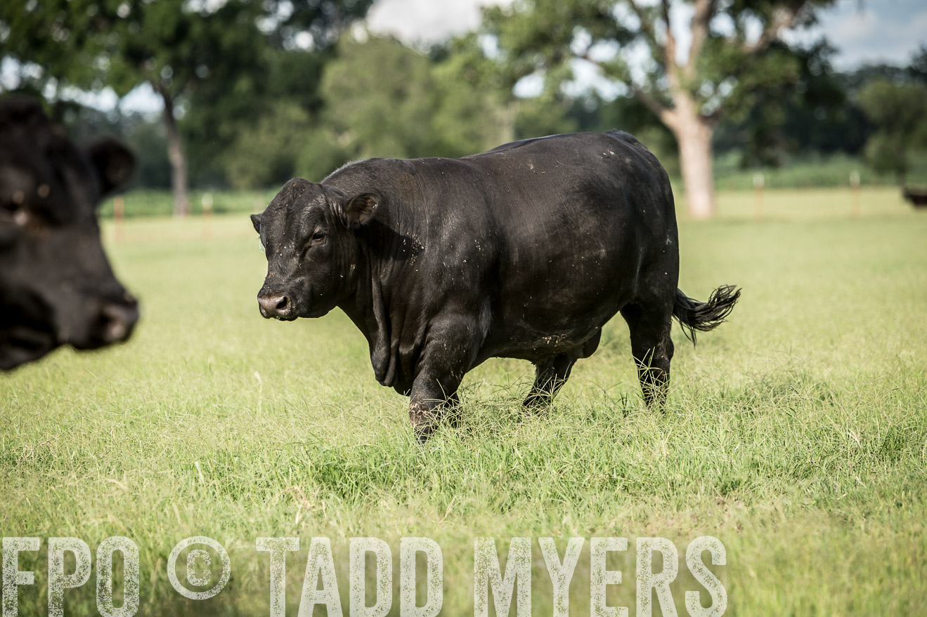 TMyers_CameronTX_June2014-1855