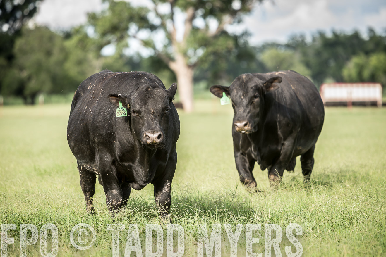 TMyers_CameronTX_June2014-1872