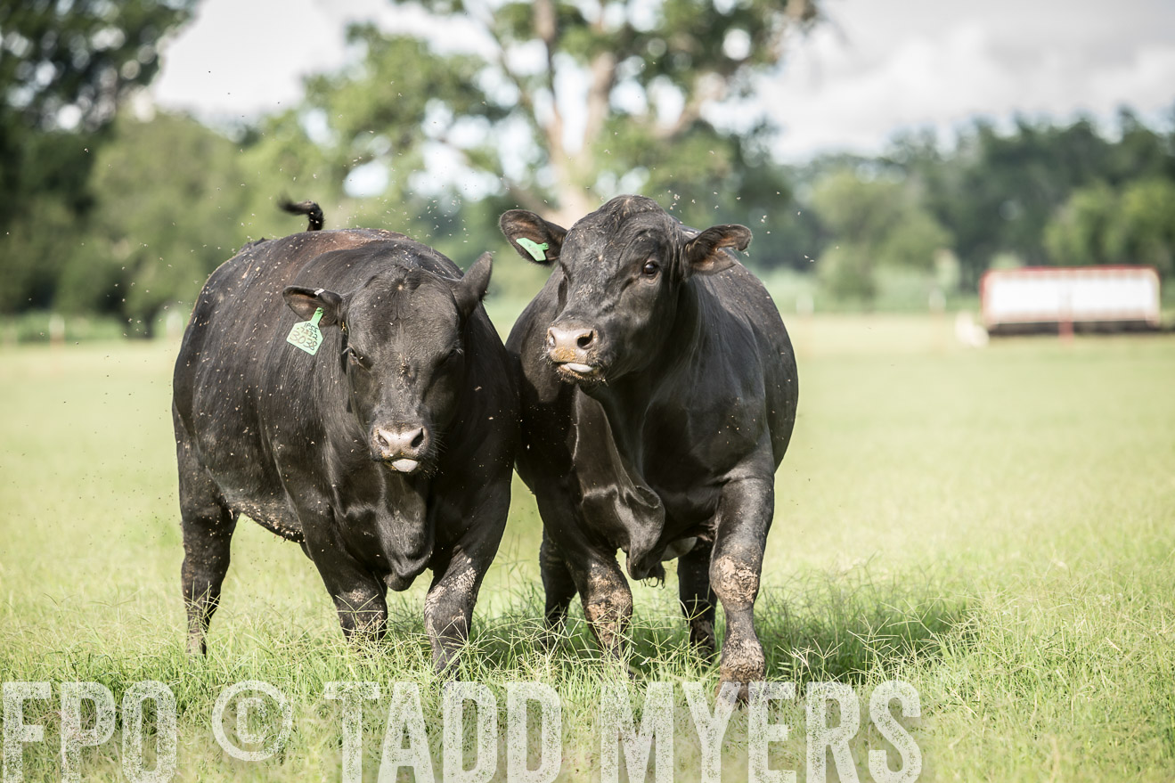 TMyers_CameronTX_June2014-1882