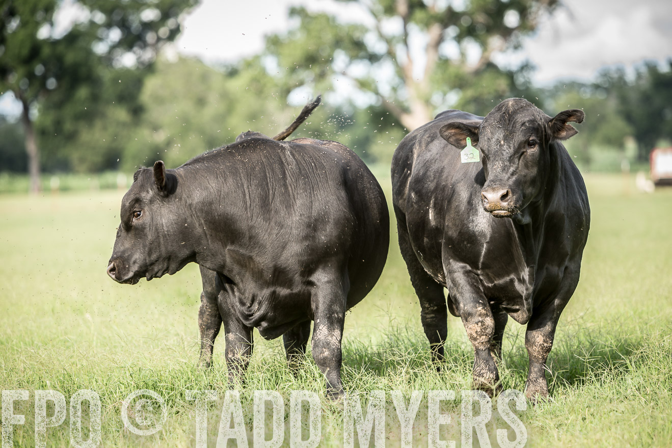 TMyers_CameronTX_June2014-1884