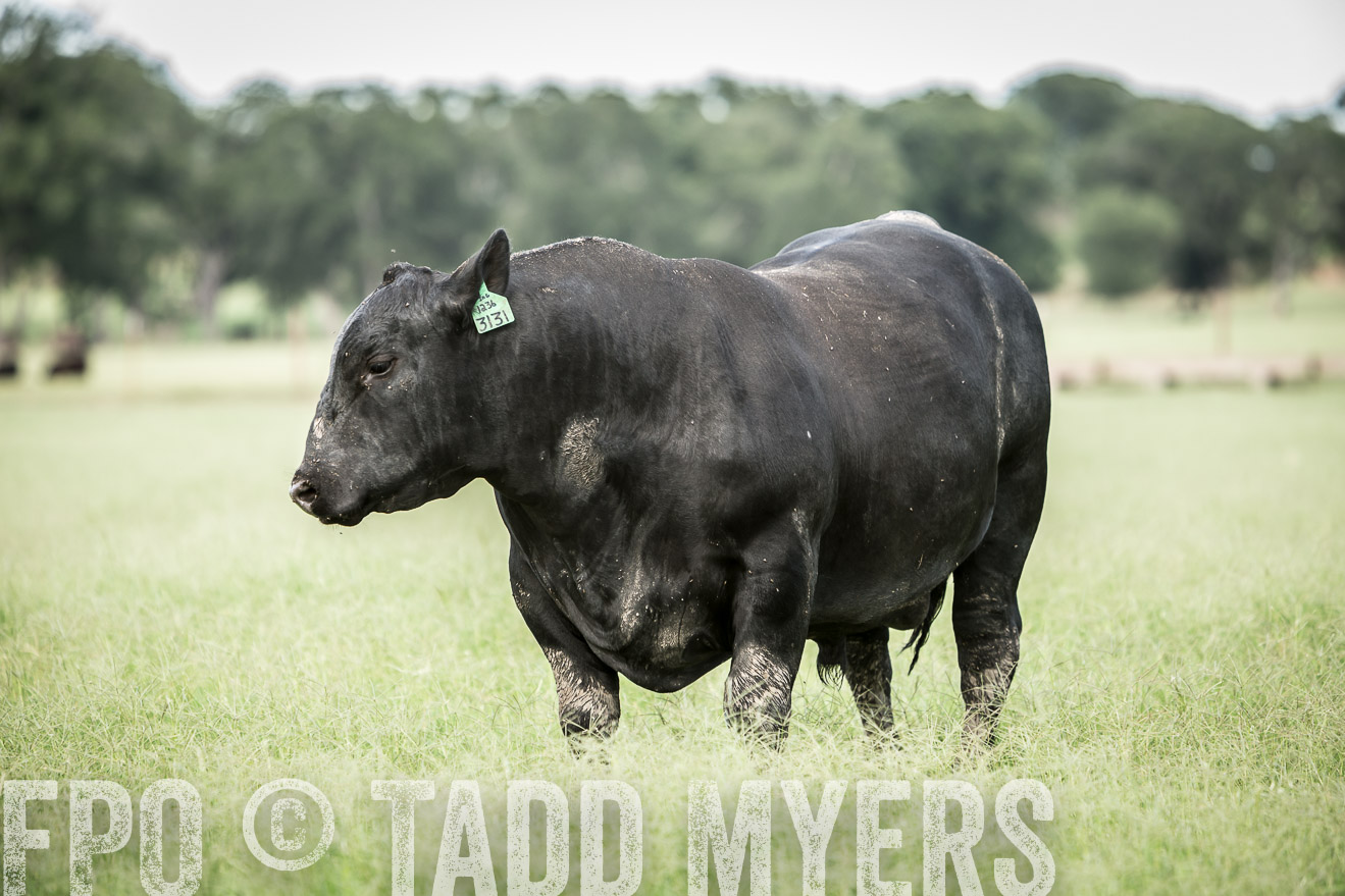 TMyers_CameronTX_June2014-1907