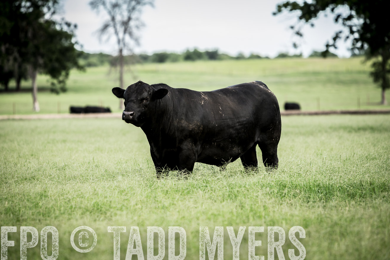 TMyers_CameronTX_June2014-1913
