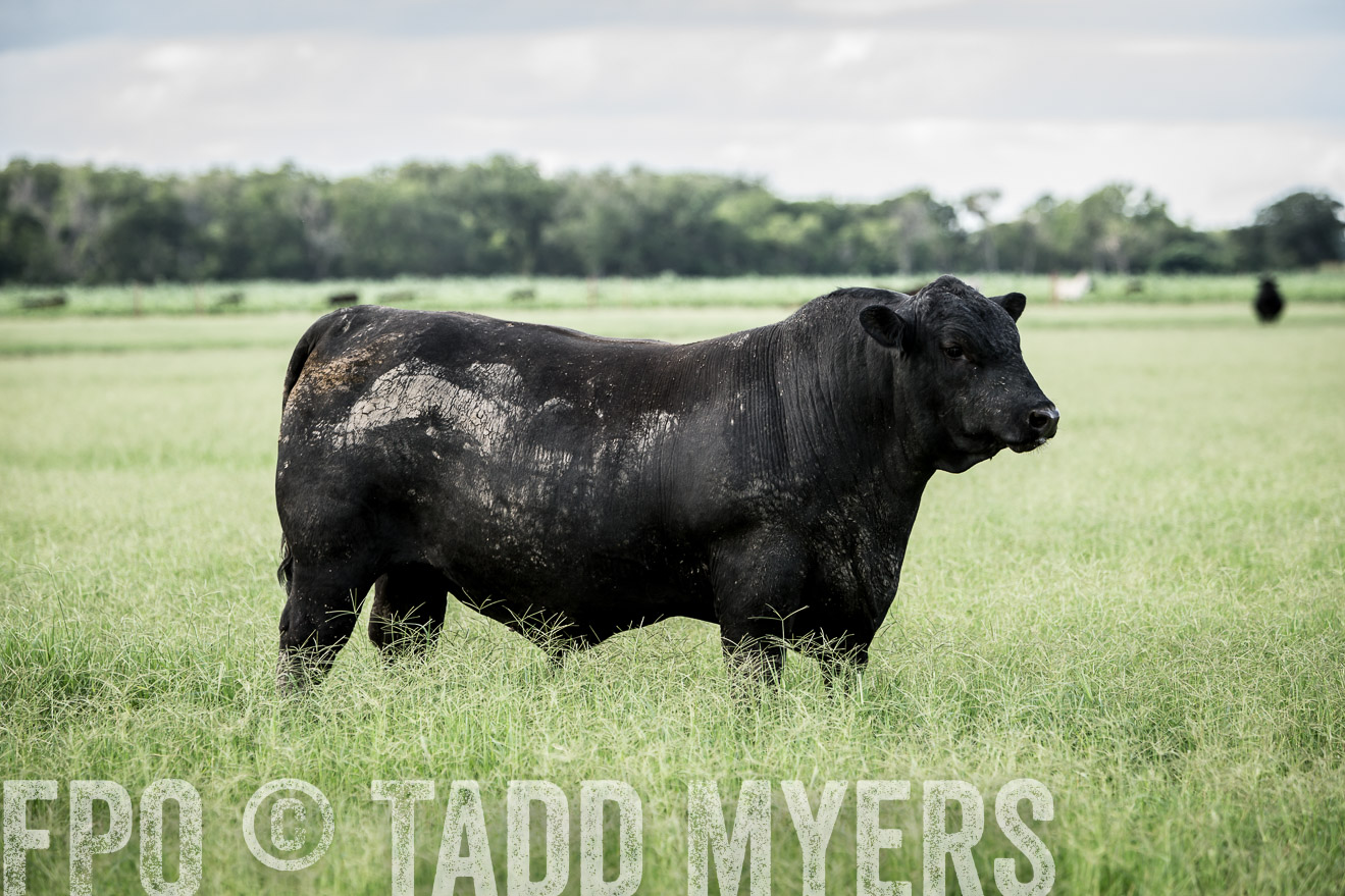 TMyers_CameronTX_June2014-1929