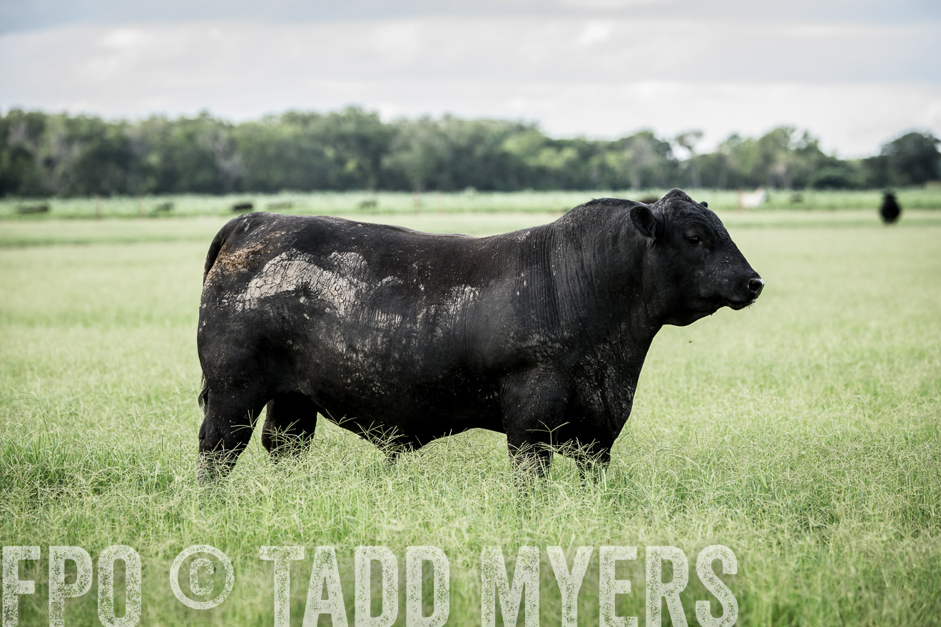 TMyers_CameronTX_June2014-1930