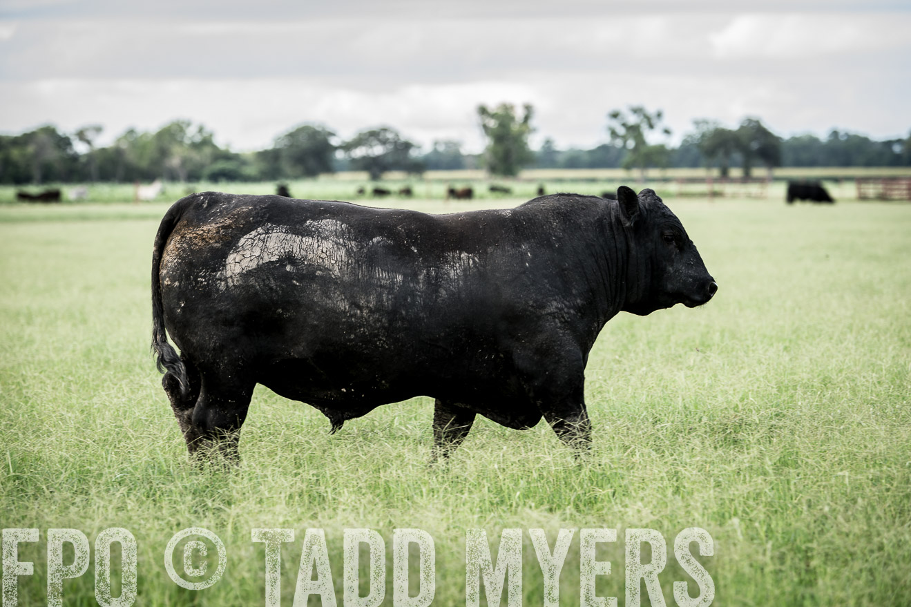 TMyers_CameronTX_June2014-1935