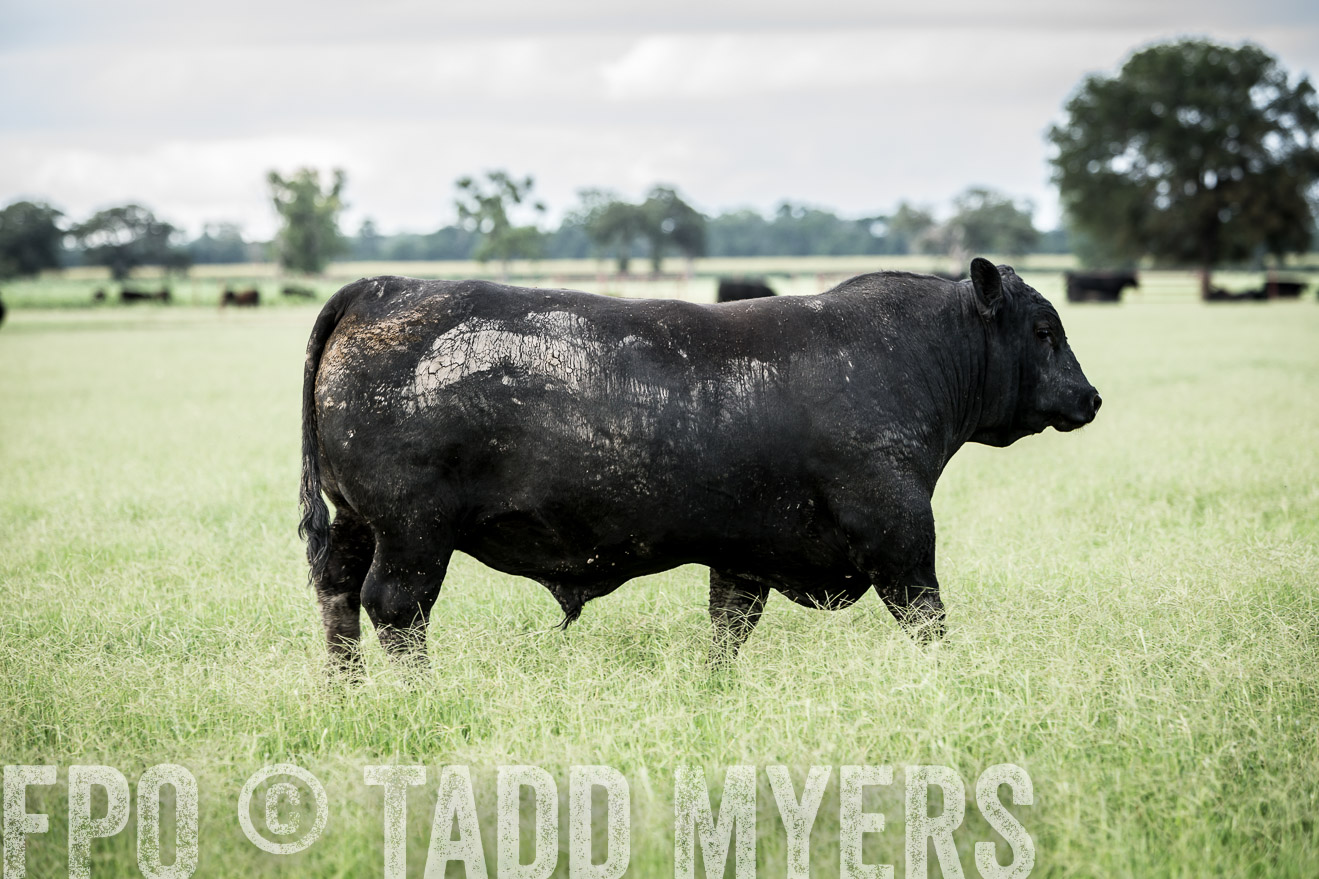 TMyers_CameronTX_June2014-1939
