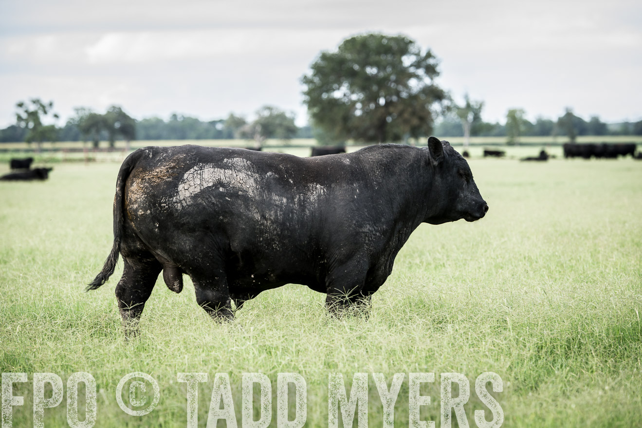 TMyers_CameronTX_June2014-1942