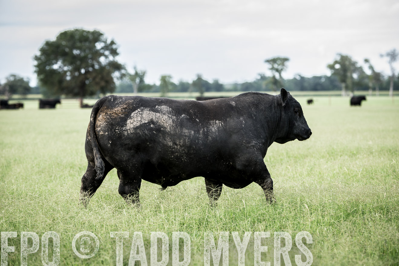 TMyers_CameronTX_June2014-1946