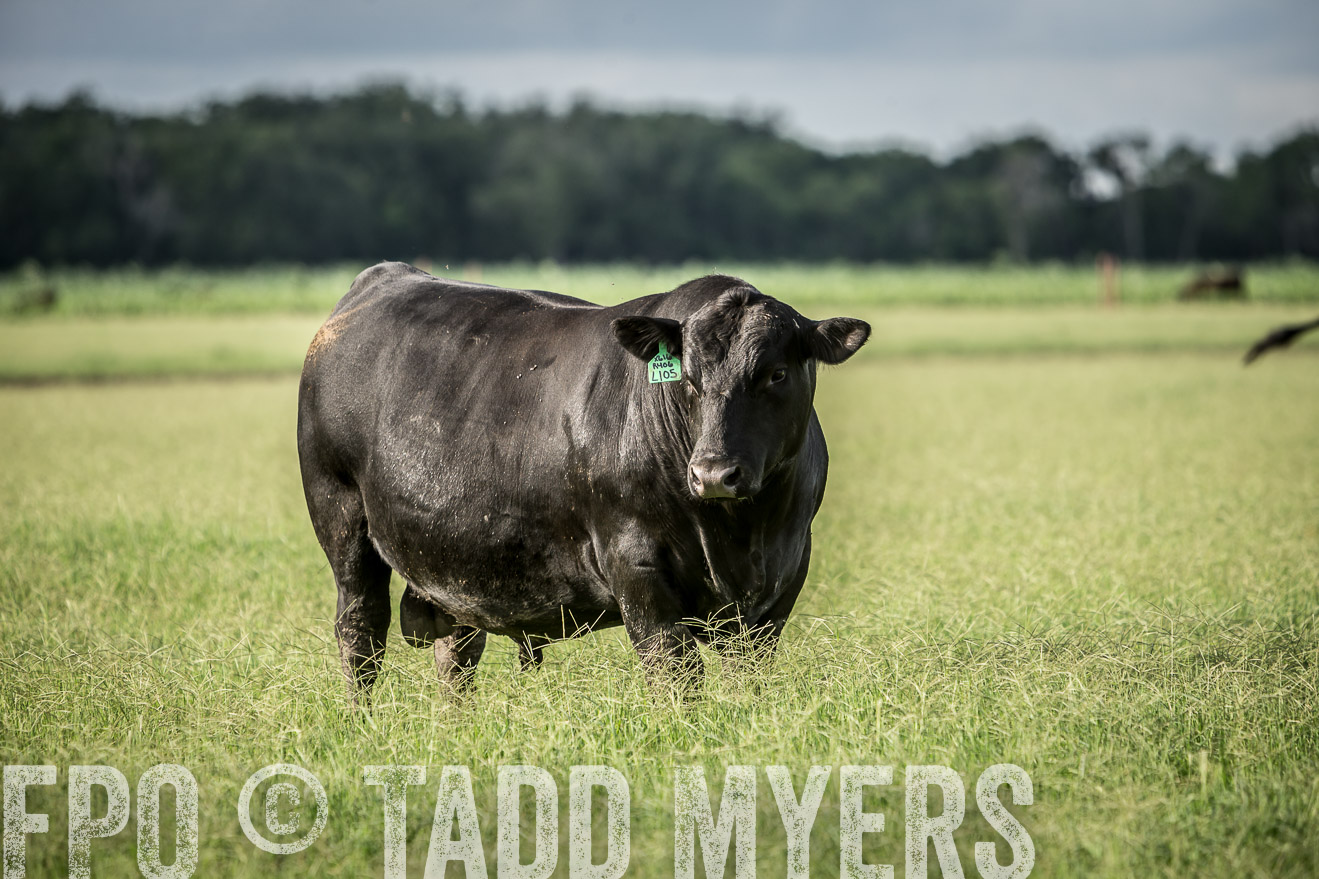 TMyers_CameronTX_June2014-1956