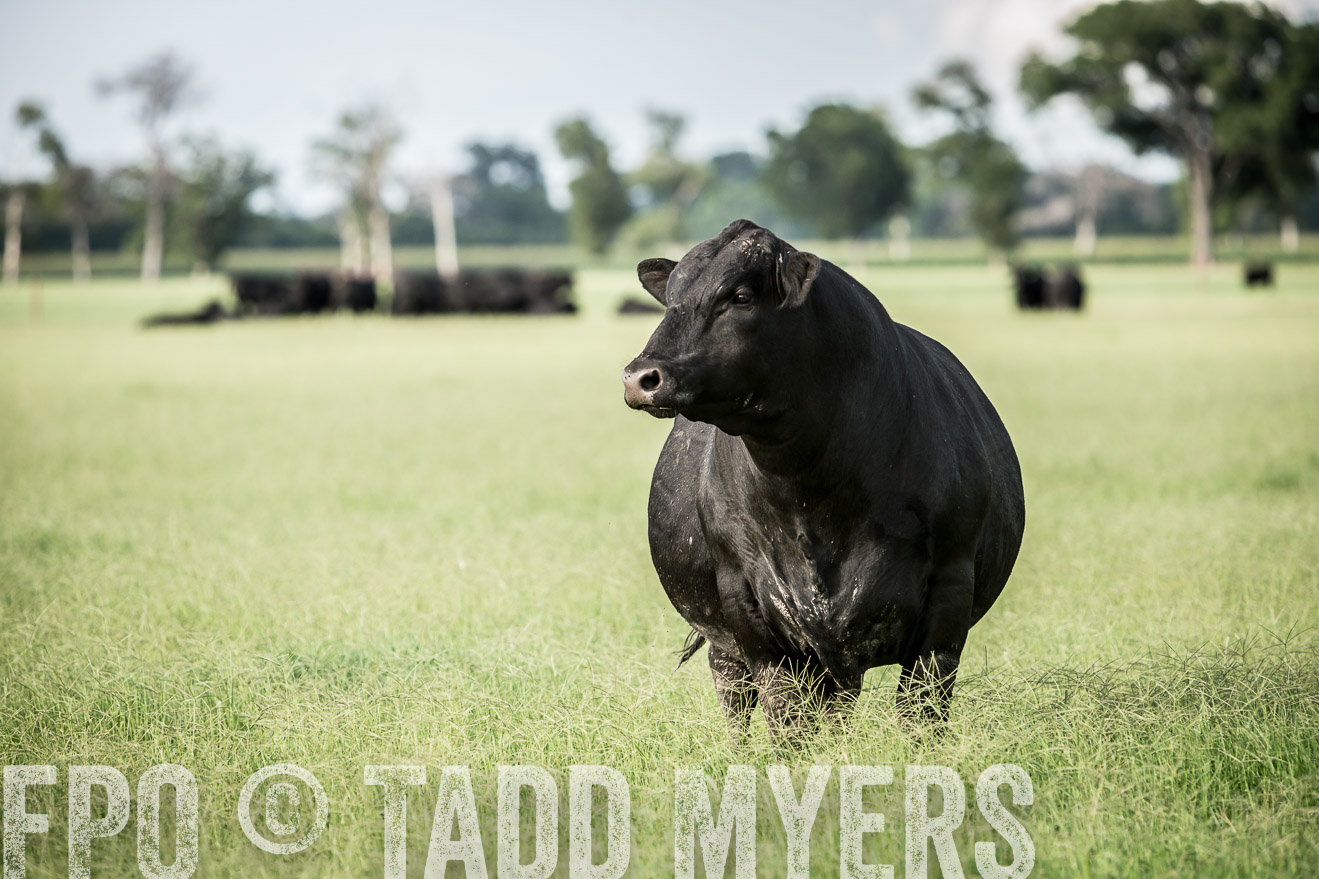 TMyers_CameronTX_June2014-1965