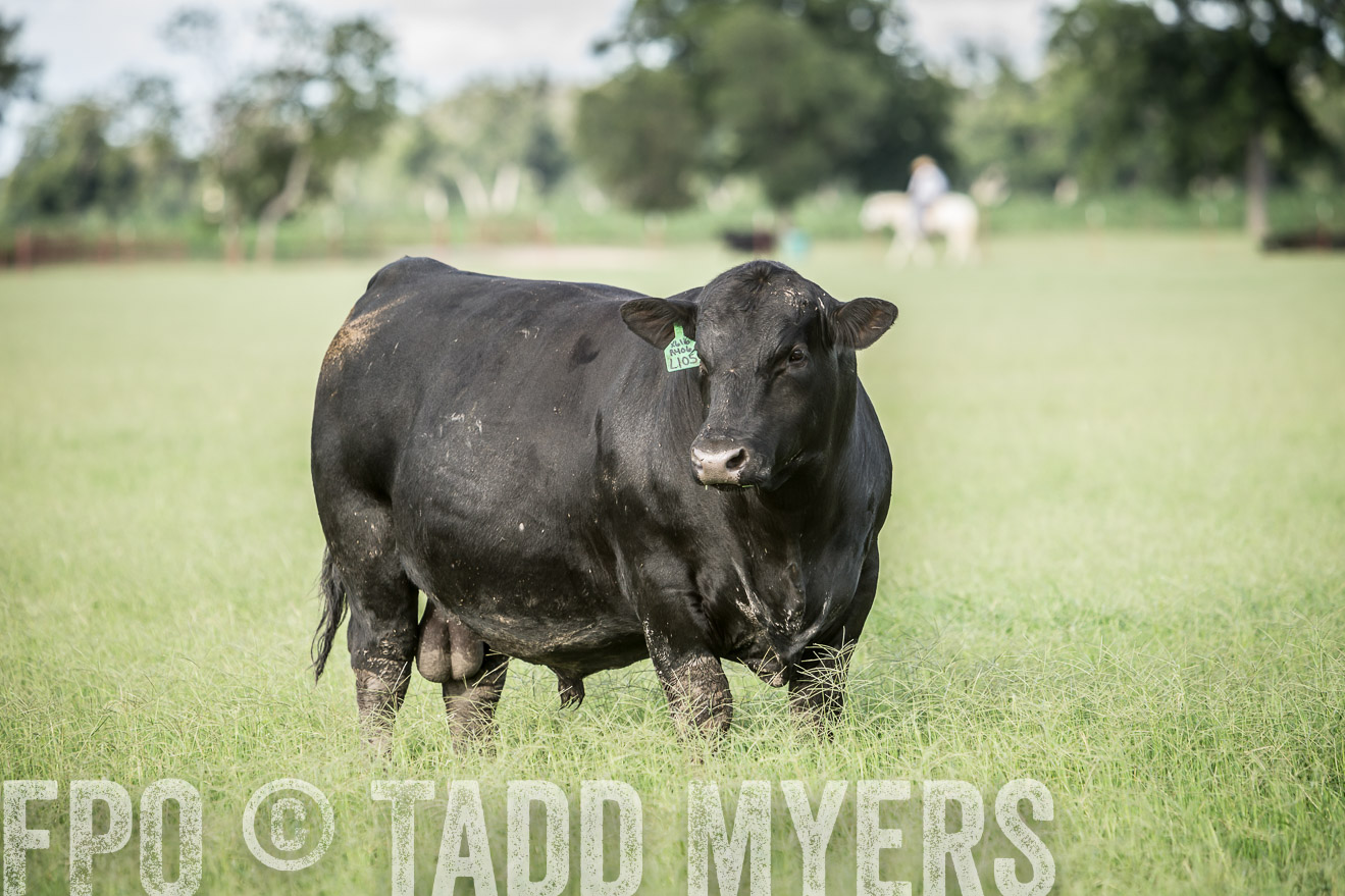 TMyers_CameronTX_June2014-1969