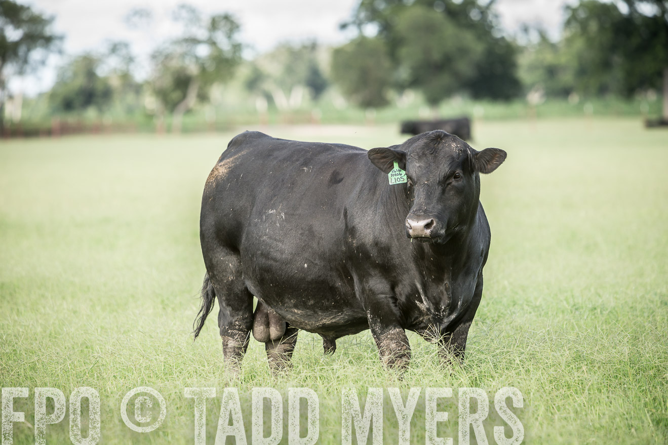 TMyers_CameronTX_June2014-1976