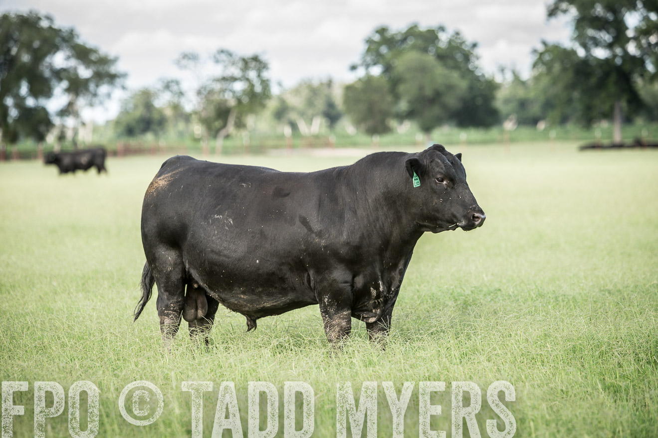 TMyers_CameronTX_June2014-1979