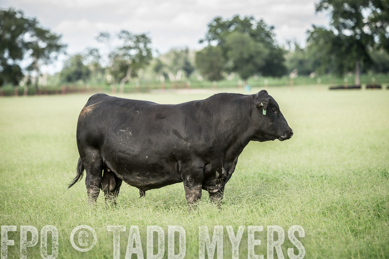 TMyers_CameronTX_June2014-1983