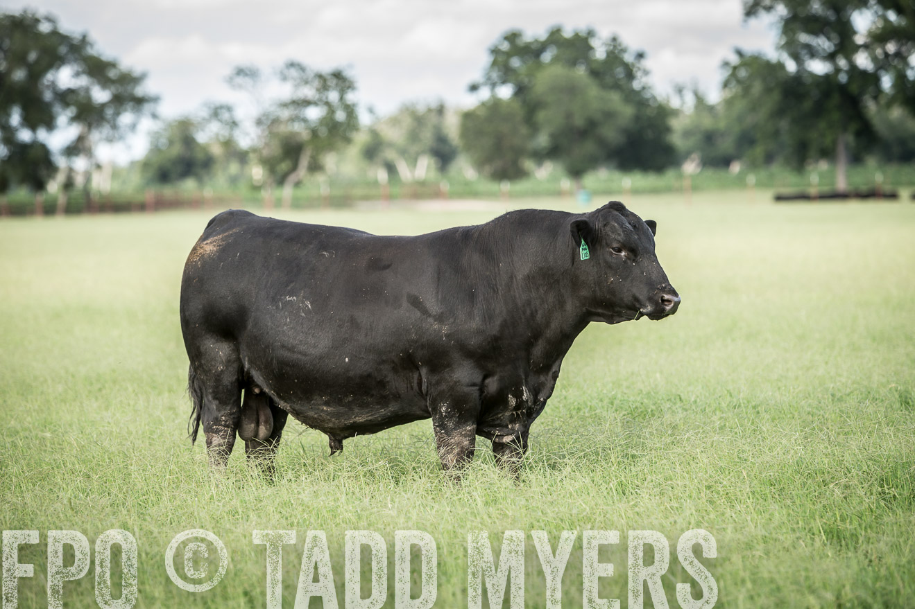 TMyers_CameronTX_June2014-1984