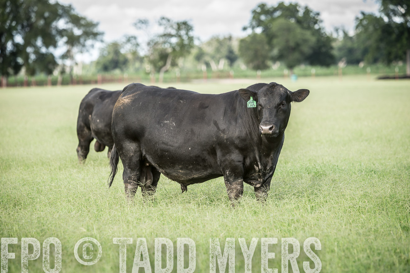 TMyers_CameronTX_June2014-1989