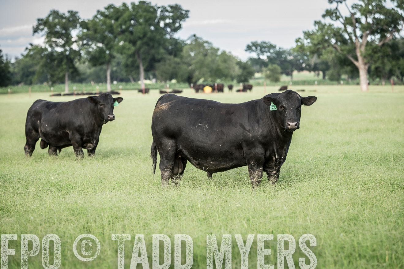 TMyers_CameronTX_June2014-1994
