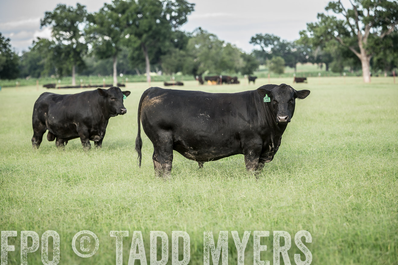 TMyers_CameronTX_June2014-1997