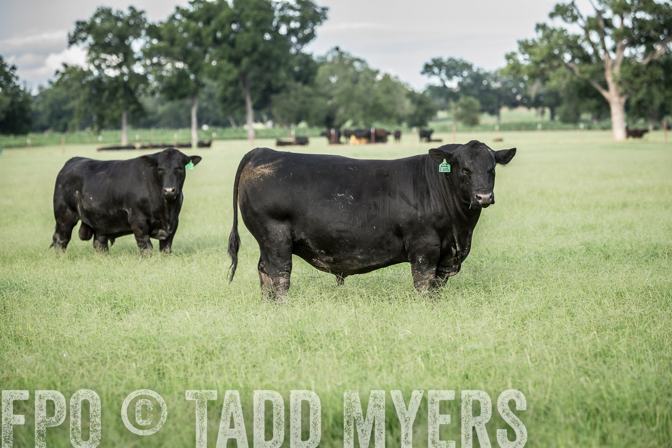 TMyers_CameronTX_June2014-1998