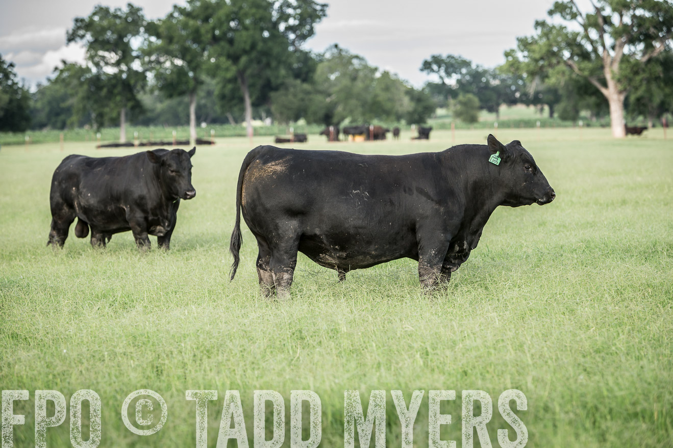 TMyers_CameronTX_June2014-1999
