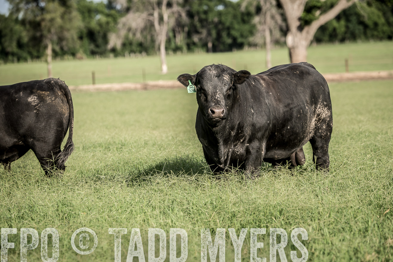 TMyers_CameronTX_June2014-2010