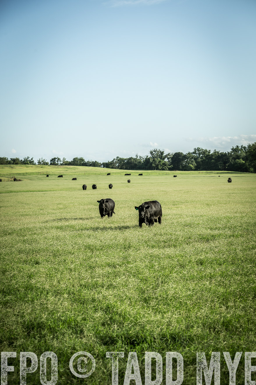 TMyers_CameronTX_June2014-2018